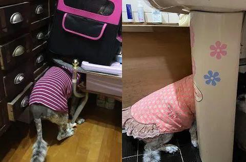 大狗最新爆料新闻视频大全,揭秘热门新闻视频大全背后的真相 第3张 大狗最新爆料新闻视频大全,揭秘热门新闻视频大全背后的真相 第3张